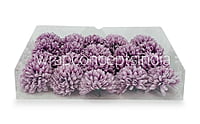 Carnation - Lavender