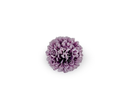 Carnation - Lavender