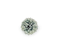 Carnation - Blue & White