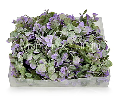 Purple & Green Blume Leaves