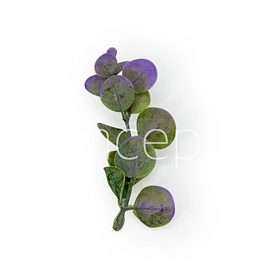 Purple & Green Blume Leaves