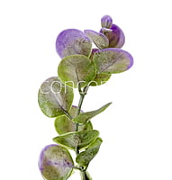 Purple & Green Blume Leaves