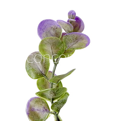 Purple & Green Blume Leaves