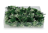 Dark Green Baby  Breath