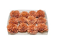 Carrot Sola Wood Dahlia