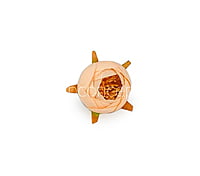 Peony Medium -Peach