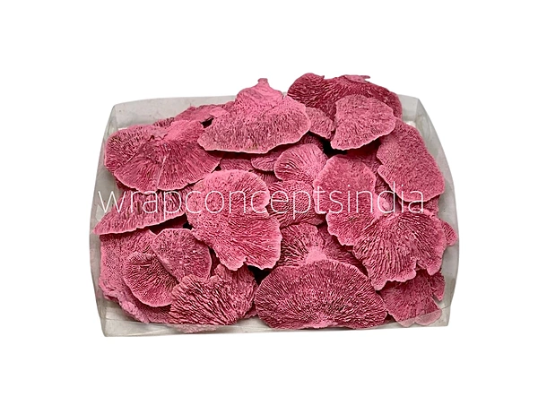 Pink Dried Botanical Pods