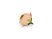 Peony Medium -Peach