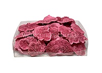 Pink Dried Botanical Pods