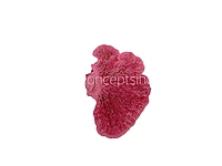 Pink Dried Botanical Pods