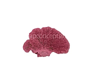Pink Dried Botanical Pods