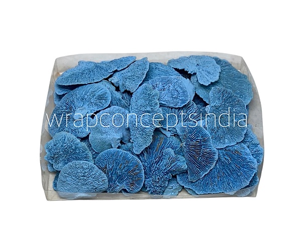 Blue Dried Botanical Pods