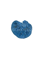 Blue Dried Botanical Pods