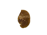 Natural Dried Botanical Pods – Rustic Brown Decor Fillers