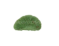 Green Dried Botanical Pods