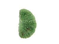 Green Dried Botanical Pods