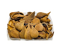 Dried Botanical Shell Pods