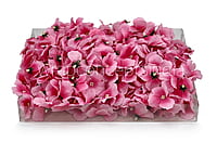 Pink Hydrangea Flowers