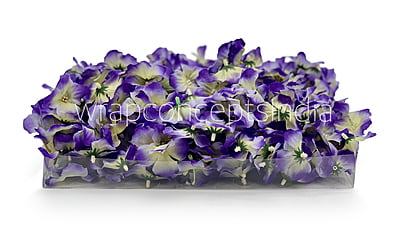 Purple & Cream Shaded Hydrangea Flowers