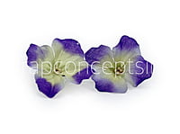 Purple & Cream Shaded Hydrangea Flowers