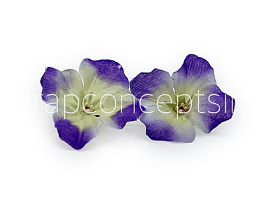 Purple & Cream Shaded Hydrangea Flowers