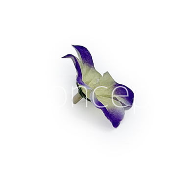 Purple & Cream Shaded Hydrangea Flowers