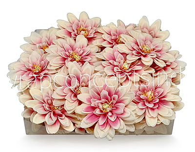 Salmon with Pink Dahlias