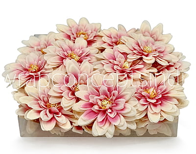 Salmon with Pink Dahlias