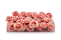 Peachy Pink Rose Flower