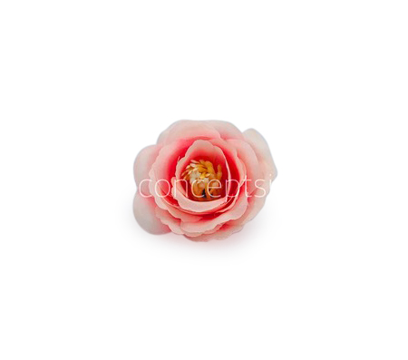 Peachy Pink Rose Flower