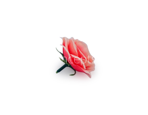 Peachy Pink Rose Flower