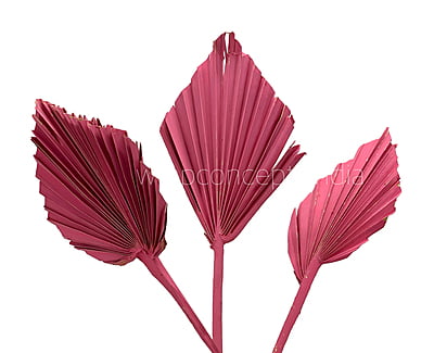 Pink Palm Spear - Big/Small