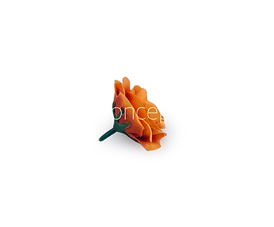 Tangerine Rose Flower