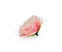 Camellia Flower - Peach with Pink