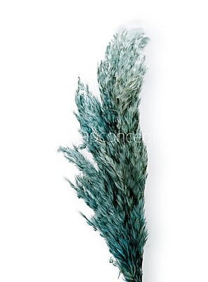 Aqua Dried Pampas Grass - Big/Small