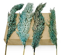 Aqua Dried Pampas Grass - Big/Small