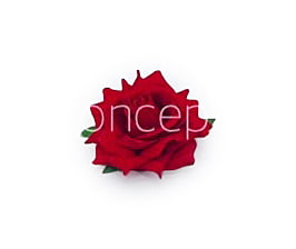 Rose With Leaves - Red