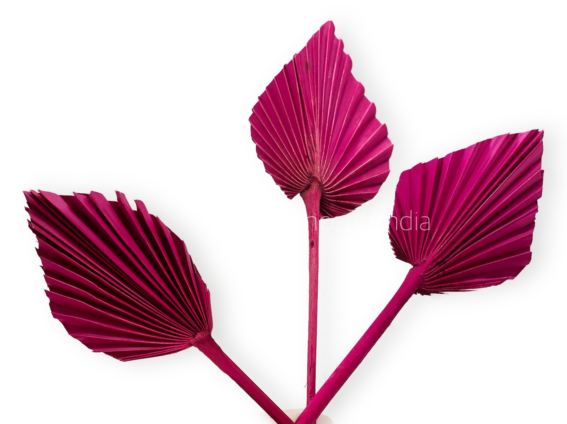 Fuchsia Pink Palm Spear - Big/Small