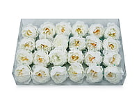 White Peonies (24 pcs)