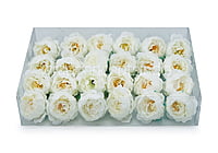 White Peonies (24 pcs)