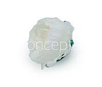 White Peonies (24 pcs)