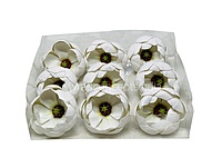 Ivory Pearl Blossom Pods