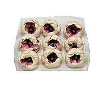 Champagne Orchid Blossom Pods