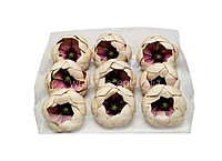 Champagne Orchid Blossom Pods