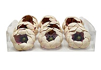 Champagne Orchid Blossom Pods