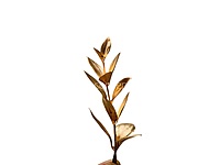 Slim Gold Botanical Stem