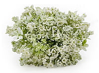 Gypsy Bunch with Flowers