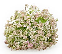 Gypsy Bunch with Flowers