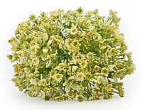 Gypsy Bunch with Flowers