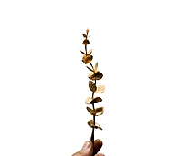 Metallic Gold Eucalyptus Spray